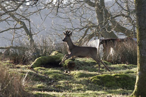 Wildlife Photography by Neil Salisbury